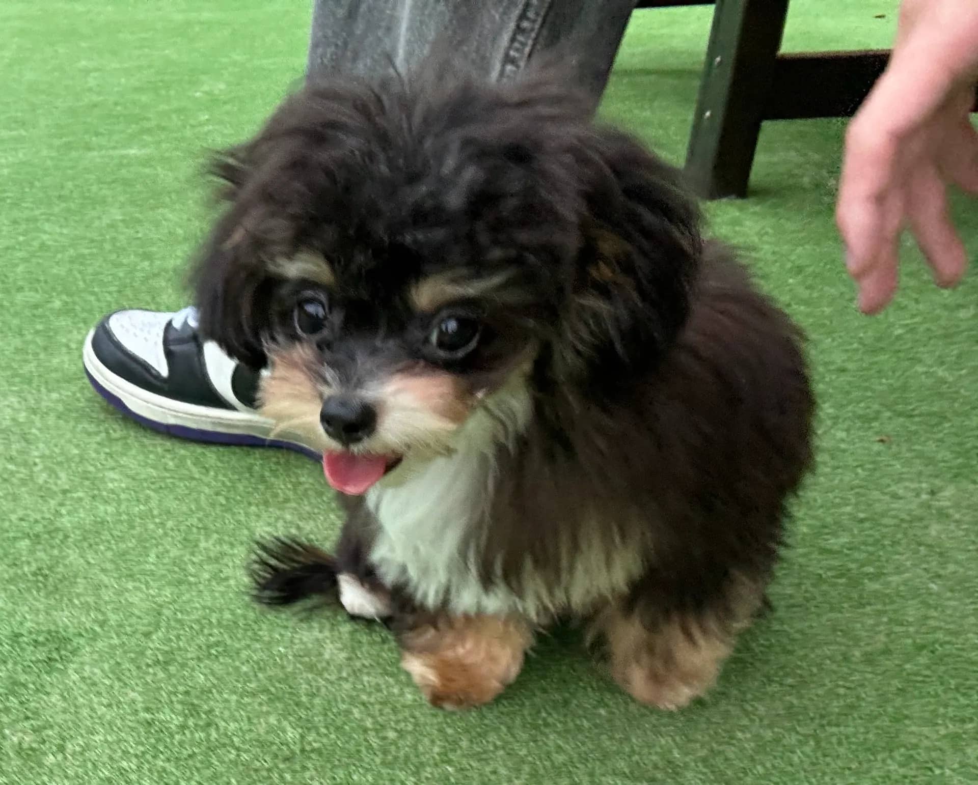 初めてのドッグラン！