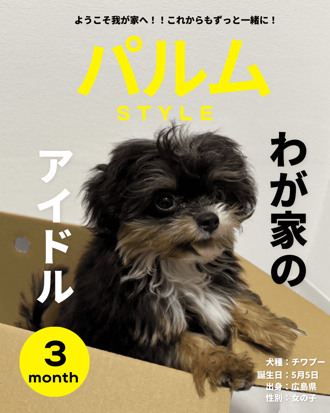 パルムちゃん雑誌 2025年8月号