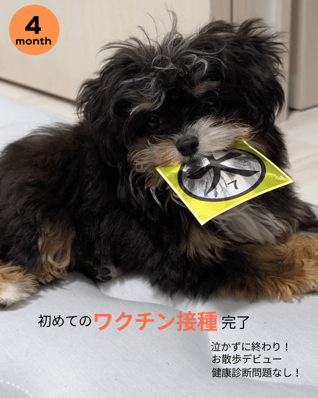 パルムちゃん雑誌 2025年9月号