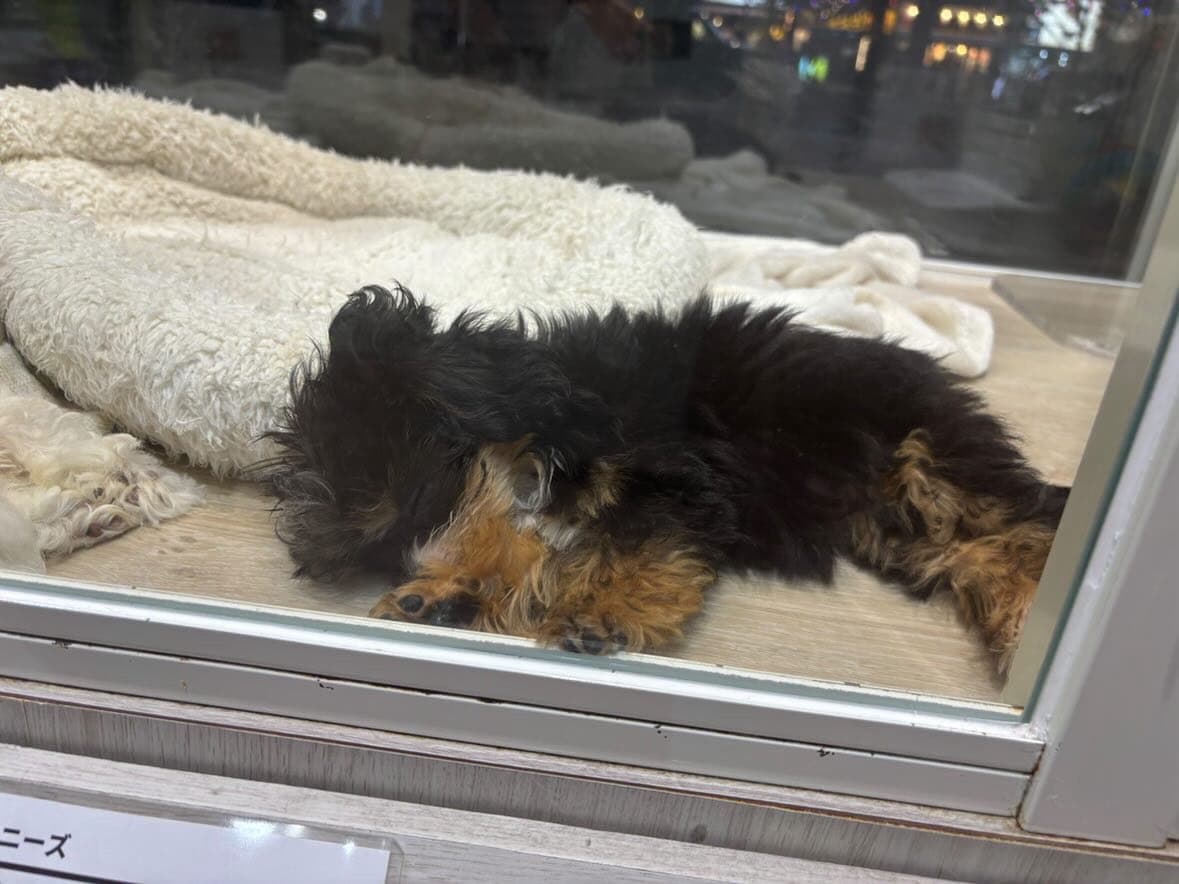 チワプーのパルムちゃん - 愛犬パルムの成長日記トップ画像1