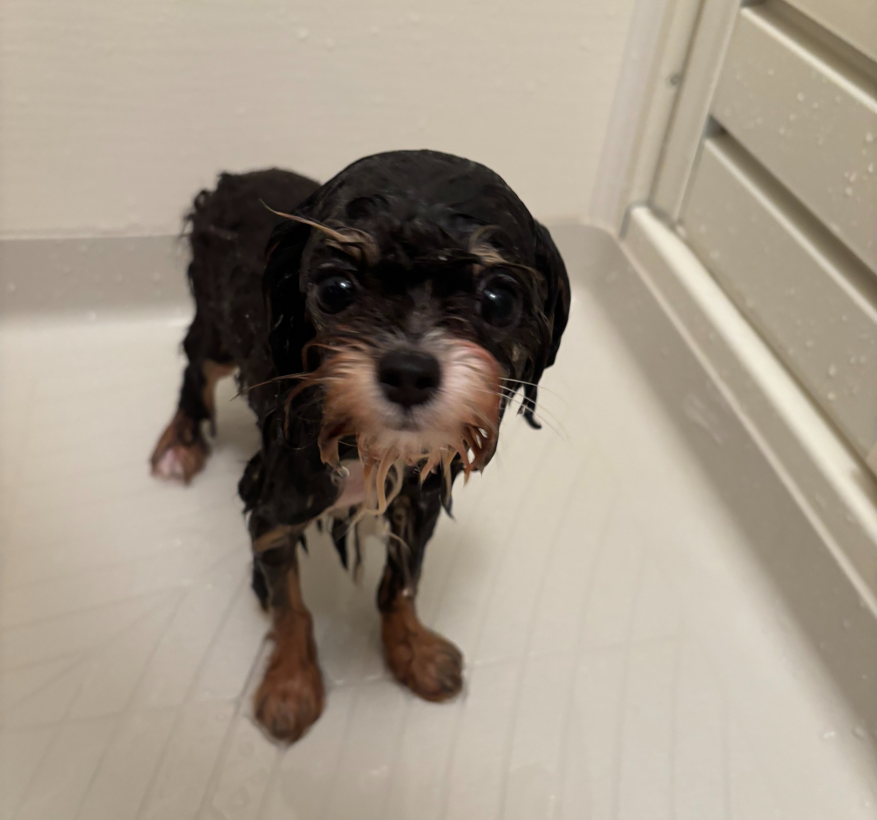 お水をかけててみたよ