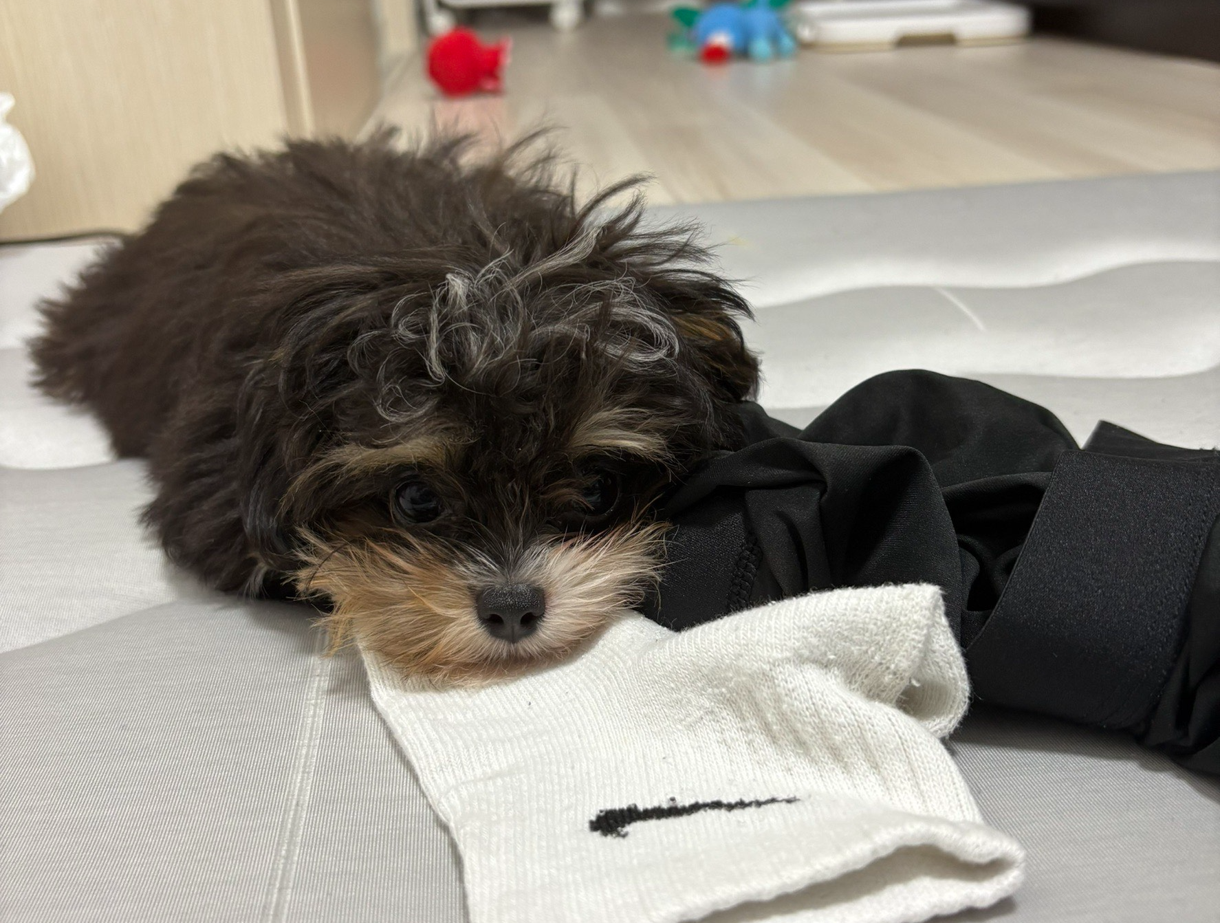 ぐったりしたパルムちゃん