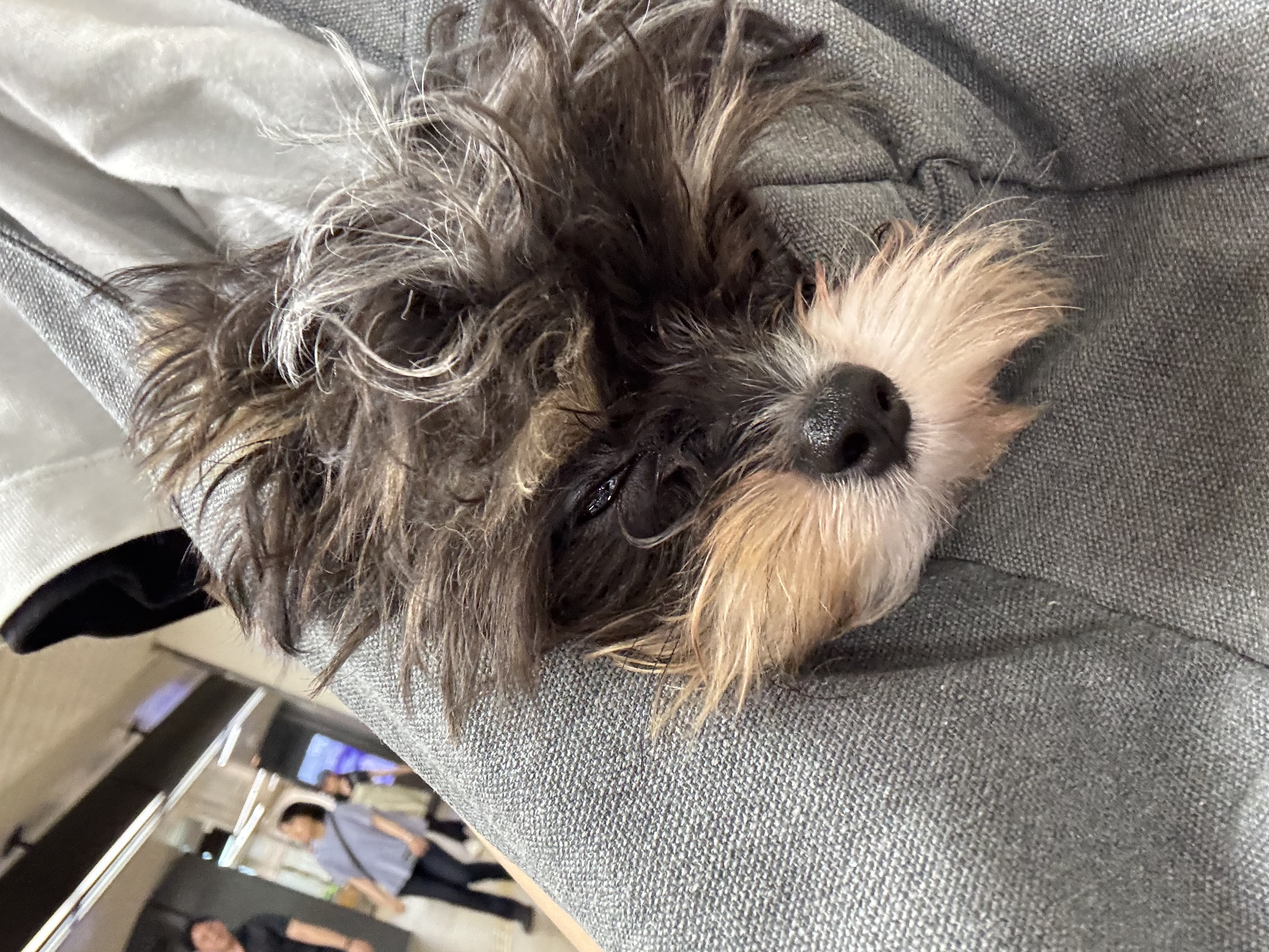 初めての場所で疲れたパルムちゃん