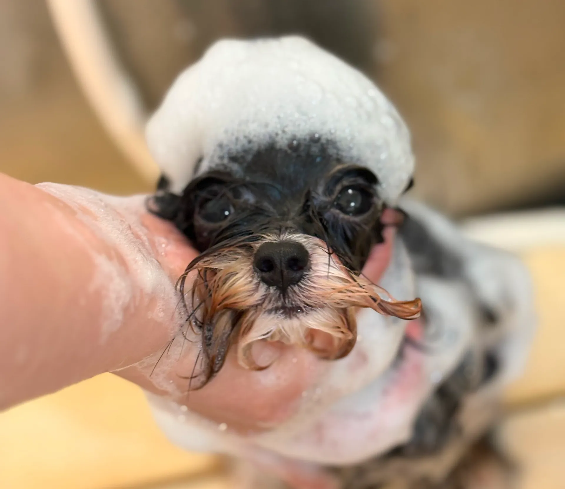 シャンプー中のパルムちゃん