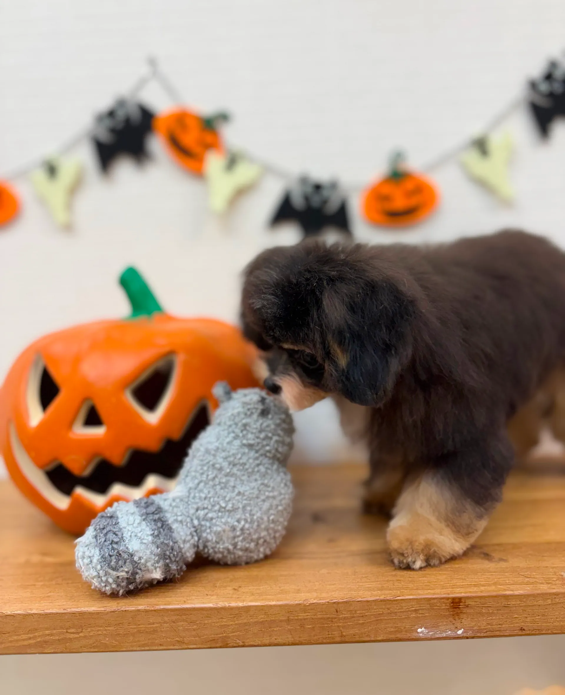 ハロウィン飾りと遊ぶパルムちゃん