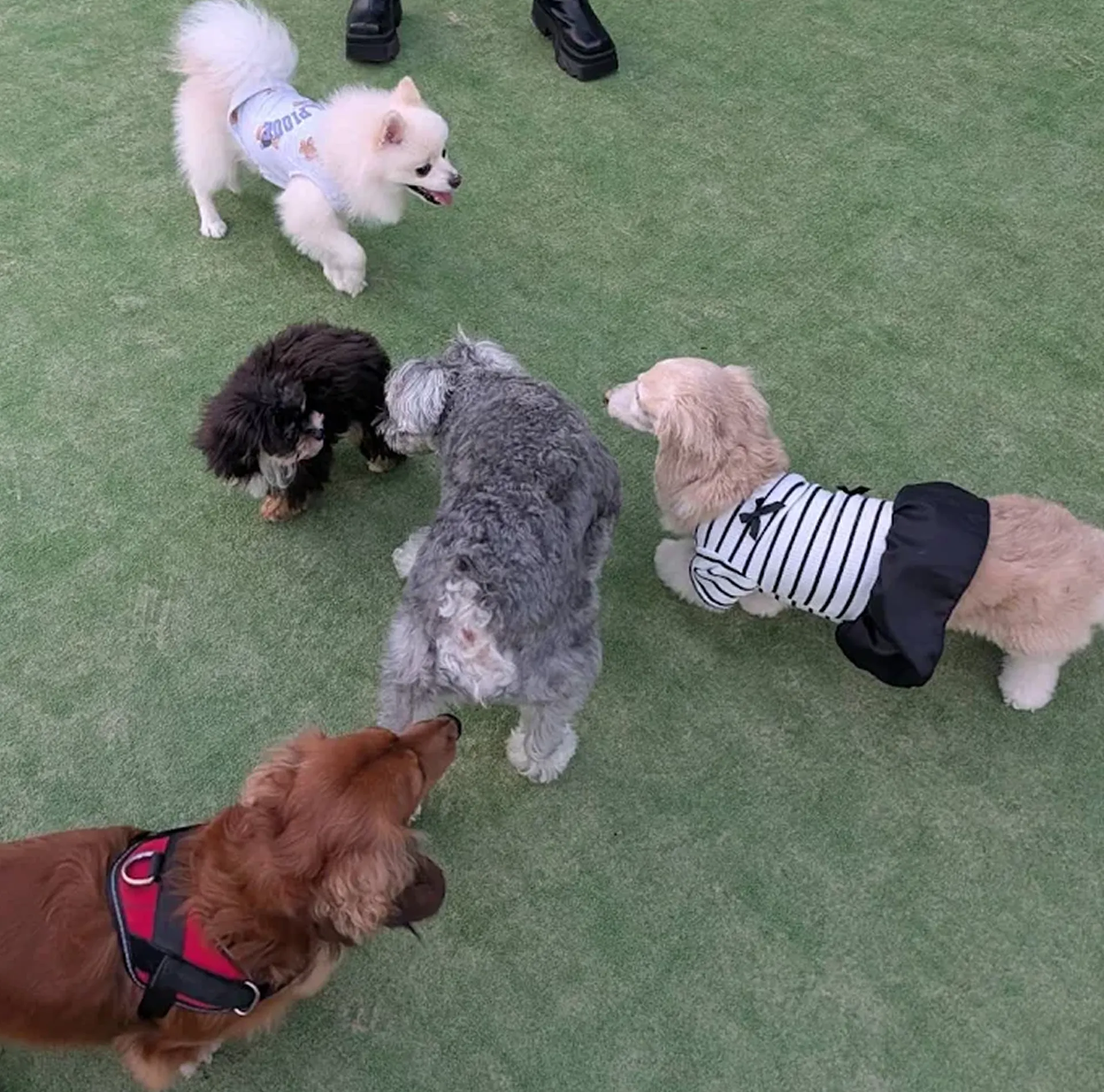 ドッグランで遊ぶパルムちゃん