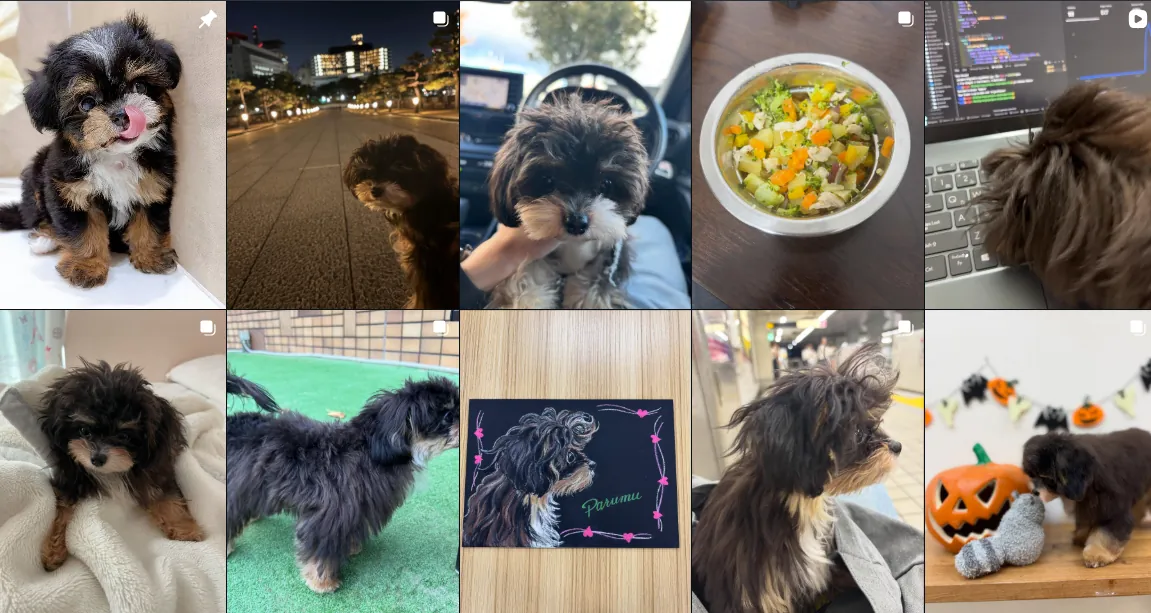 チワプー パルムちゃんの写真（Instagram投稿の雰囲気）