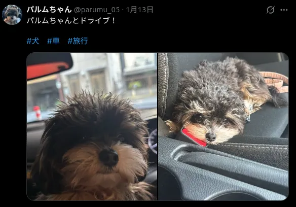 チワプー パルムちゃんの投稿（Xの雰囲気）