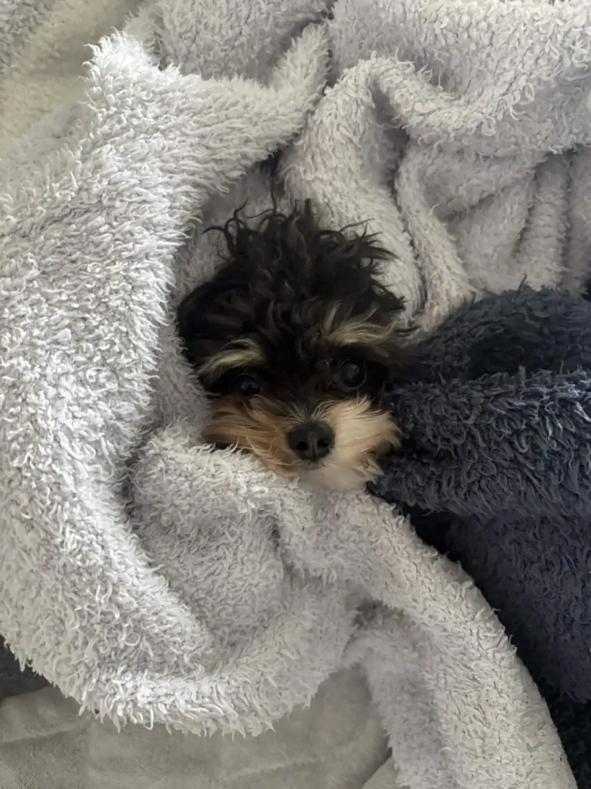 ふわふわの毛布にくるまって眠るパルムちゃんの写真